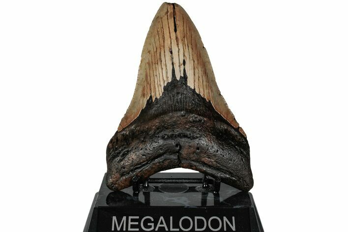 Fossil Megalodon Tooth - North Carolina #223630